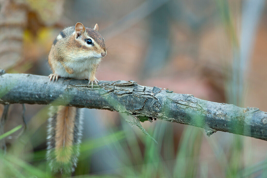 Chipmunk Sitting On A Fallen Branch, Ontario