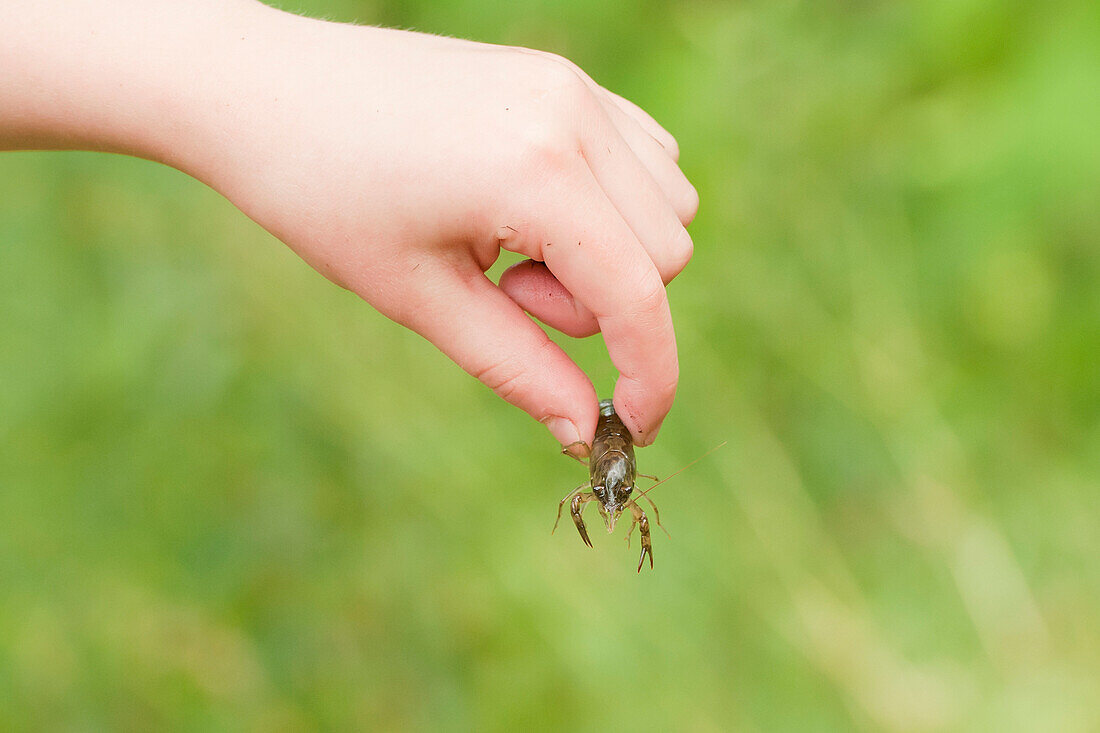 Hand Of Young Boy Holding Crayfish, Ontario