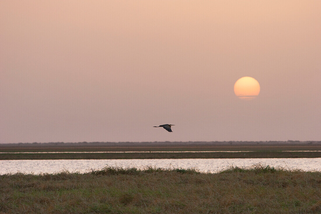 Gray Heron (Ardea cinerea) flies into the sunset on the Niger River between Lake Debo and Sebi, Mali