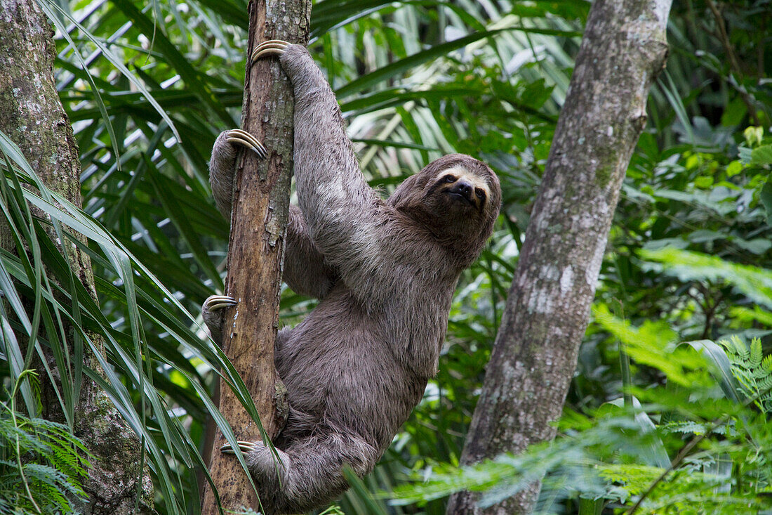 Brown-Throated Sloth (Bradypus Variegatus) On A Tree, Biocentro Guembe, Santa Cruz, Bolivia