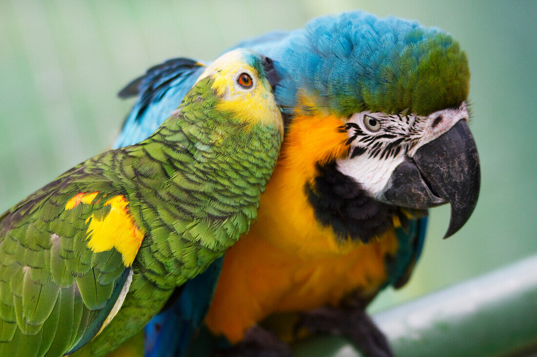 Golden-Collared Macaw Or Yellow-Collared Macaw (Primolius Auricollis) & Blue And Yellow Macaw (Ara Ararauna), Biocentro Guembe, Santa Cruz, Bolivia