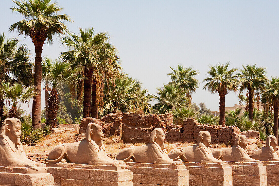 Avenue Of The Sphinxes At The Temple Of Luxor, Luxor, Qina, Egypt