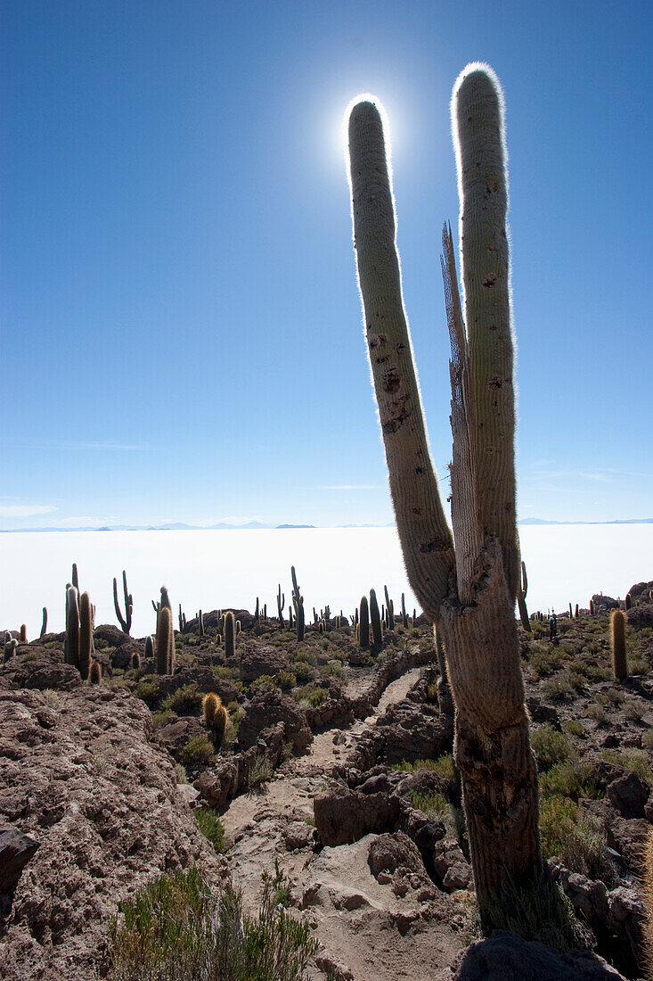 Giant Cacti (Trichocereus Pasacana) On Incahuasi Island (Isla De Pescadores) In The Salar De Uyuni, Potosi Department, Bolivia