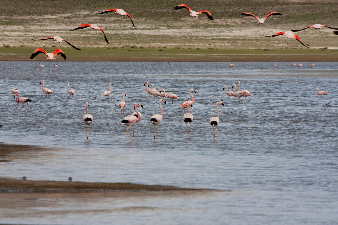 James's Flamingos (Phoenicopterus Jamesi) In Laguna Grande, Sama National Park, Tarija, Bolivia