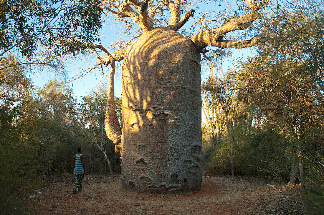 The 13 Metre-Wide Baobab (Adansonia Fony), Nicknamed The Coffee Pot At Reniala Reserve, Mangily, Toliara Province, Madagascar