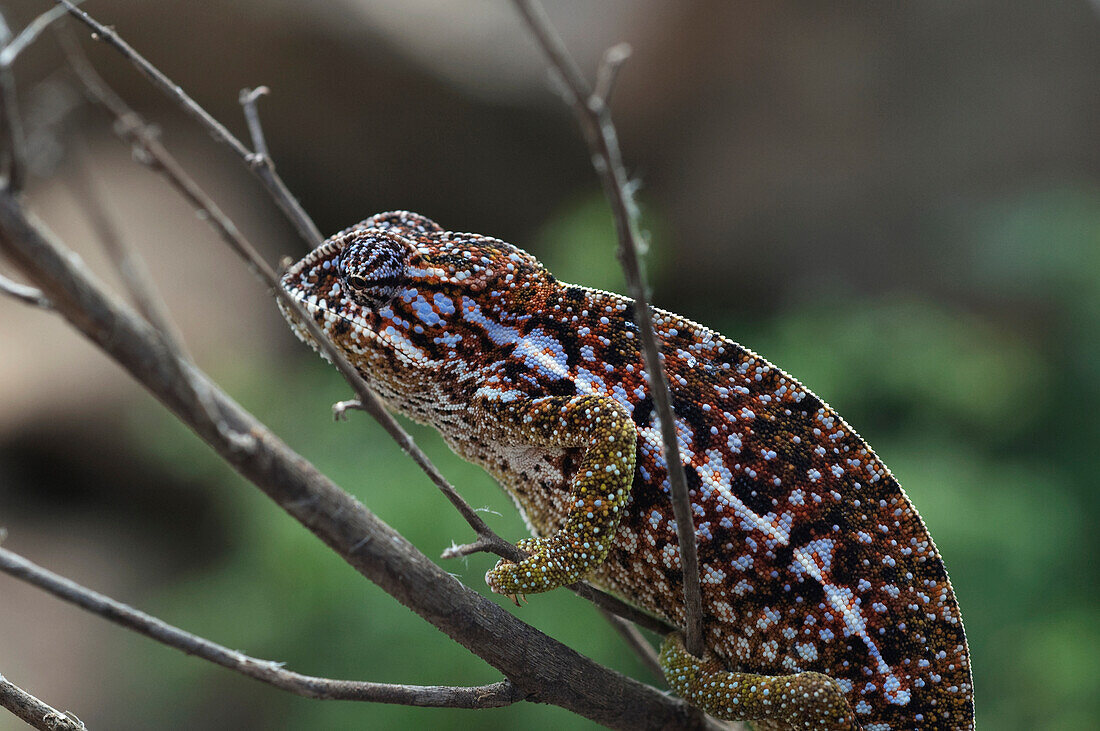Campani Chameleon (Furcifer Campani), Anja, Fianarantsoa Province, Madagascar