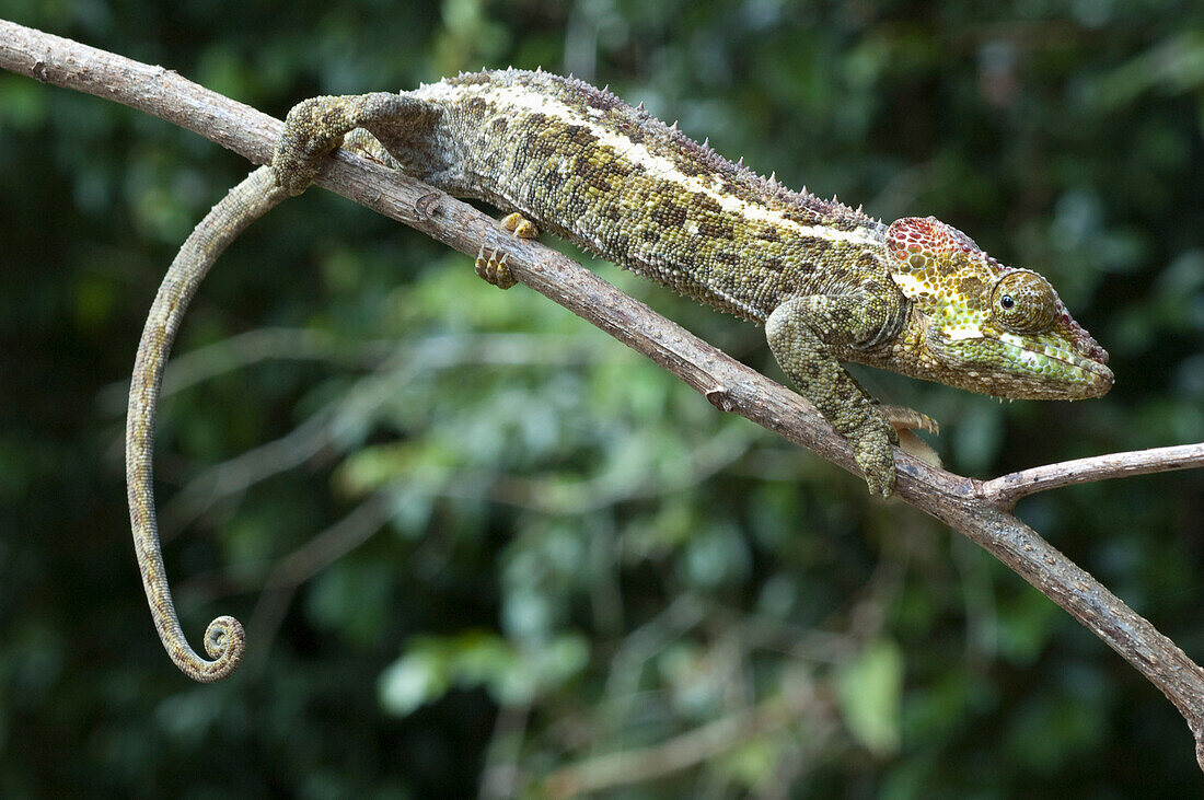Chameleon (Furcifer Pardalis), Ranomafana National Park, Fianarantsoa Province, Madagascar