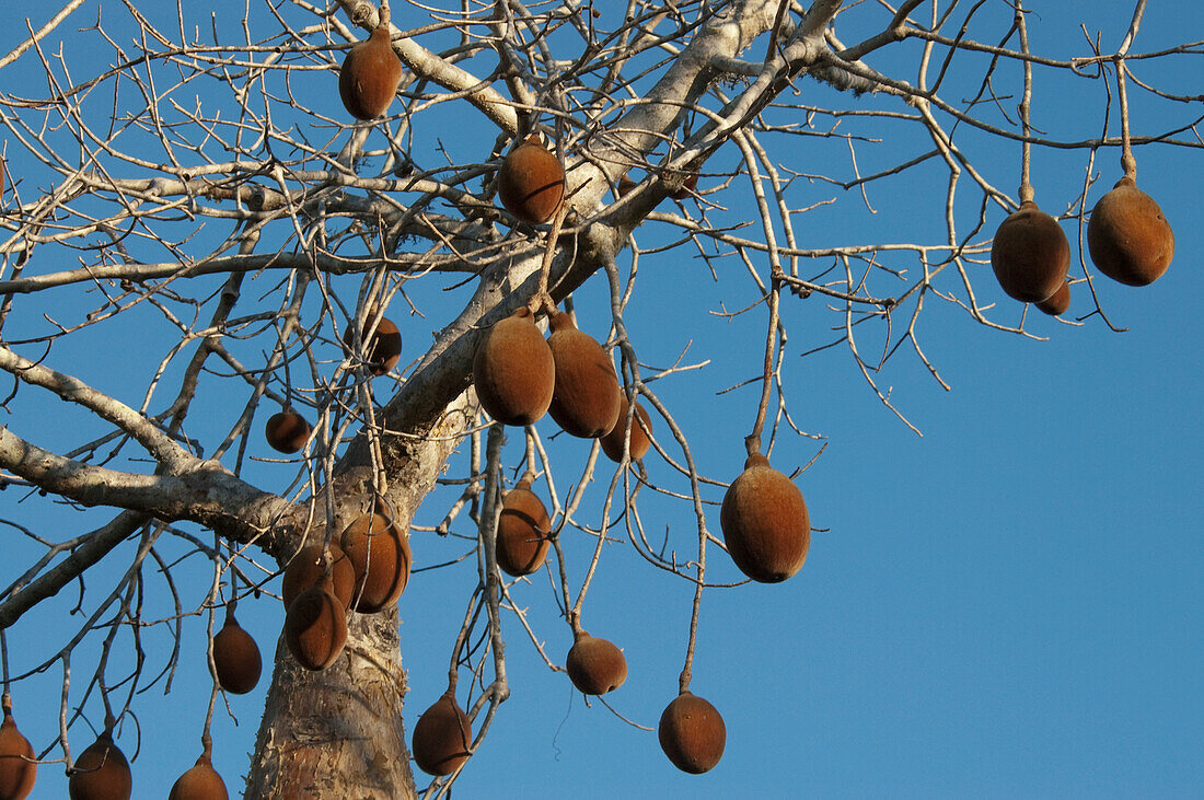 Baobab Fruits At Reniala Reserve, Mangily, Toliara Province, Madagascar
