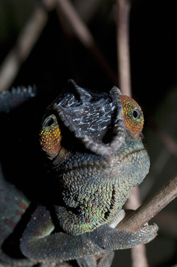 Chameleon (Furcifer Lateralis), Toamasina Province, Madagascar
