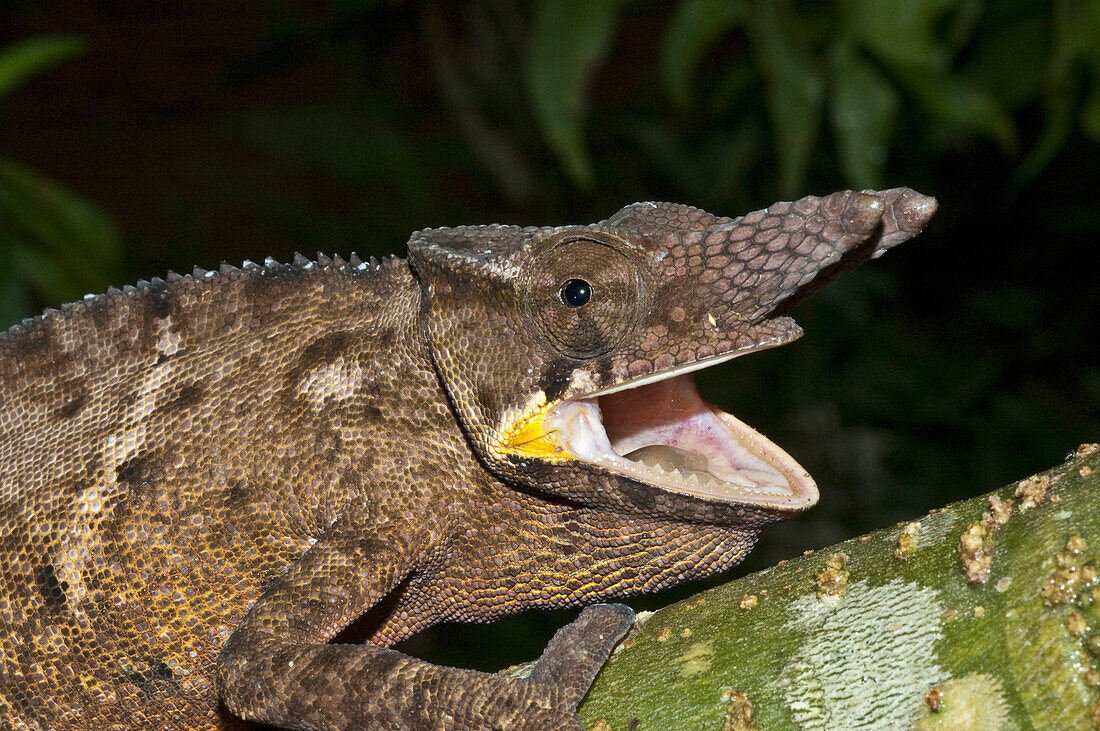Lesser Chameleon (Furcifer Minor), Marozevo, Toamasina Province, Madagascar