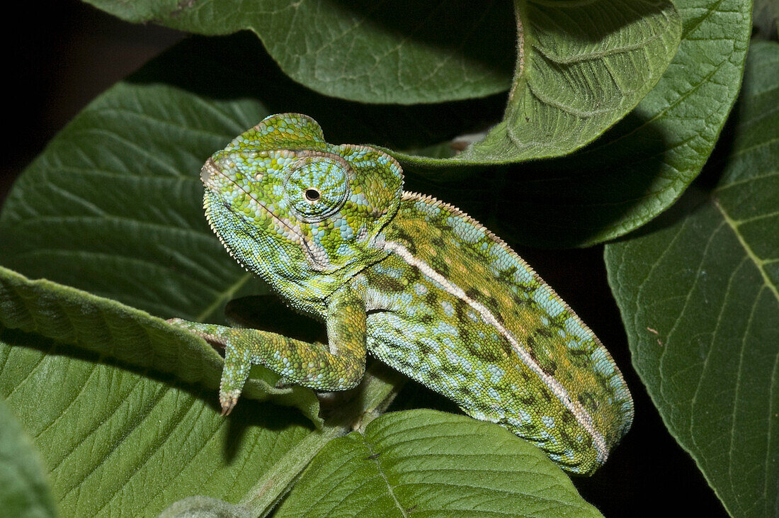 Spiny Giant Chameleon Or Warty Chameleon (Furcifer Verrucosus), Marozevo, Toamasina Province, Madagascar