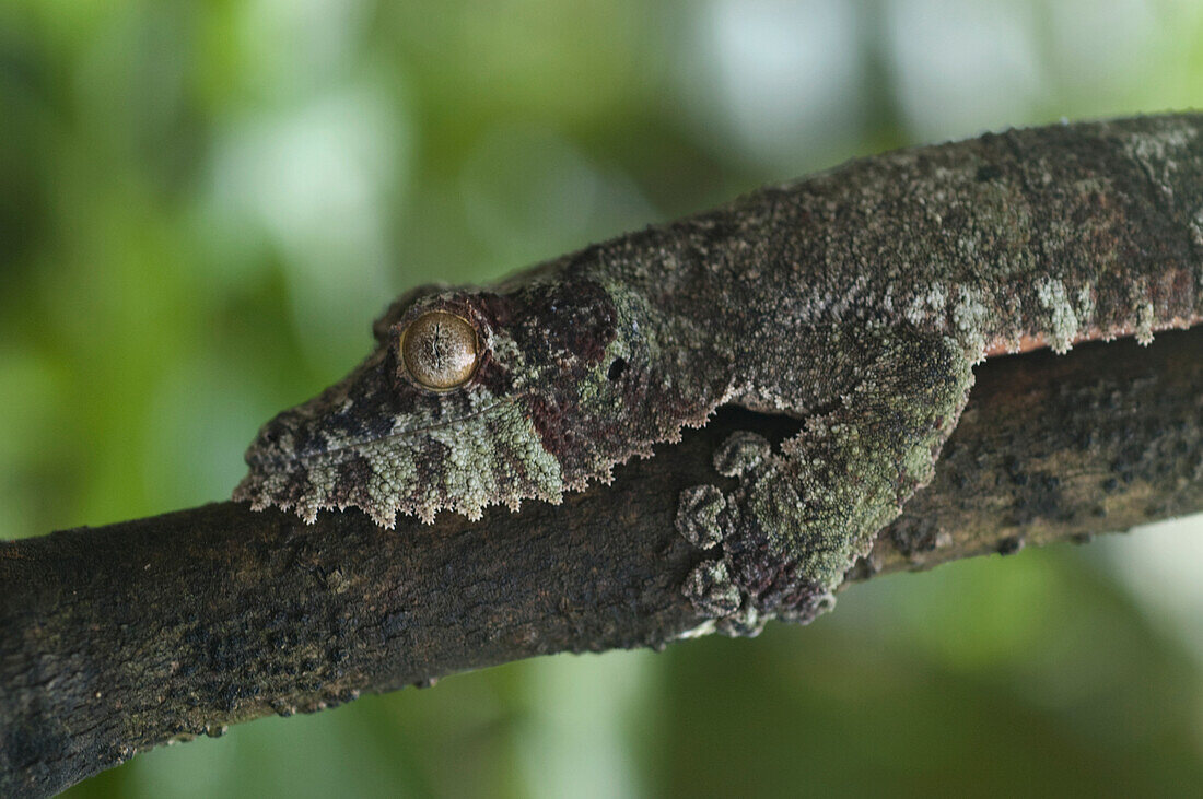 Giant Leaf-Tailed Gecko (Uroplatus Fimbriatus), Marozevo, Toamasina Province, Madagascar