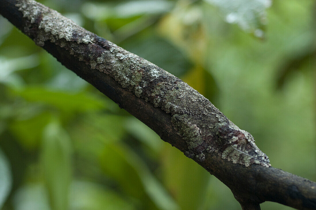 Giant Leaf-Tailed Gecko (Uroplatus Fimbriatus), Marozevo, Toamasina Province, Madagascar