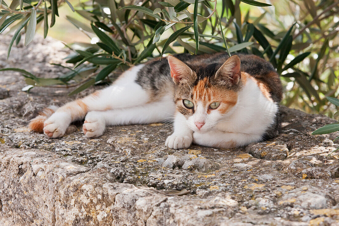 Cat, Victoria (Rabat), Gozo Island, Malta