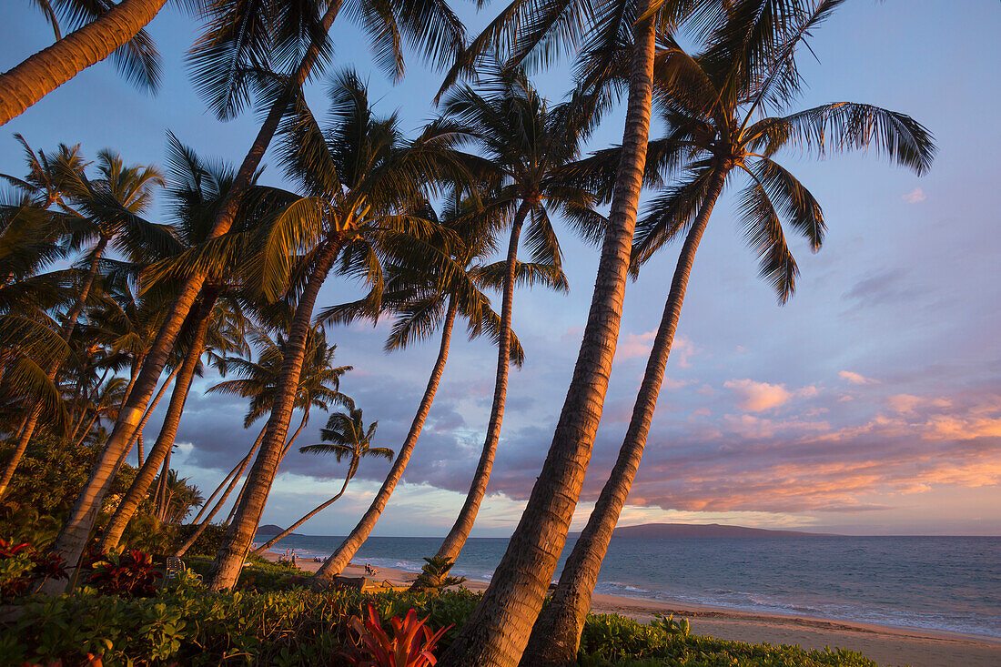'Tropical palm trees line the beach at Keawekapu Beach, as the sun sets with Kahoolawe in the background; Wailea, Maui, Hawaii, United States of America'