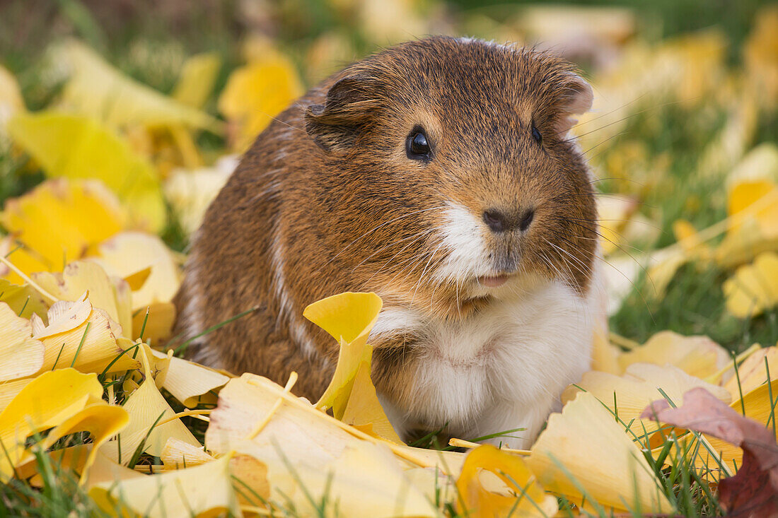 'Guinea Pig on fallen leaves in grass; Higganum, Connecticut, United States of America'