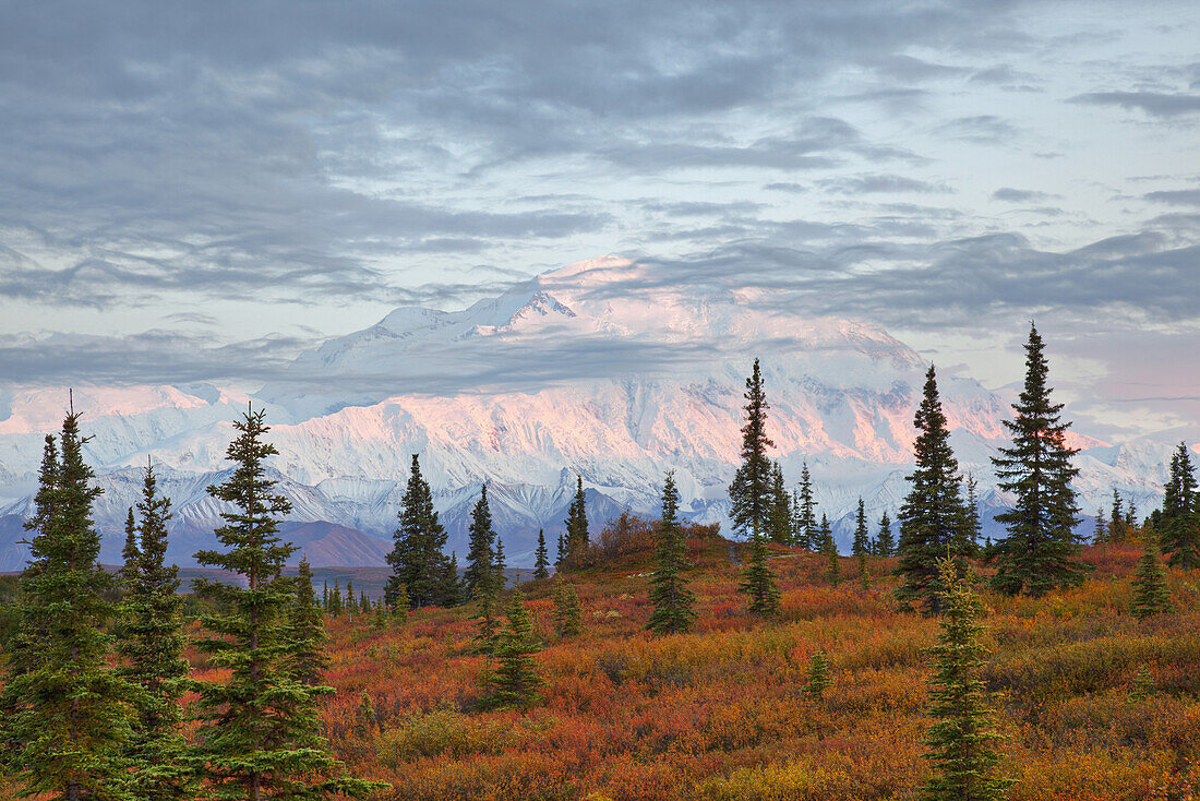 Late evening shot of the north face of Mt. McKinley Denali and fall colored tundra as seen from the Wonder Lake campground with alpine glow on the upper mountain, Denali National Park, Interior Alaska. Fall. HDR