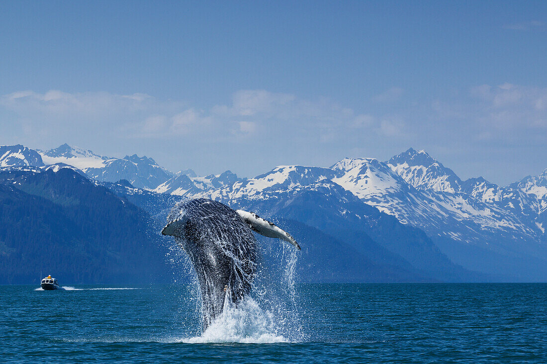 Breaching Humpback Whale in Lynn Canal with the Chilkat Mountains in the background, Southeast Alaska