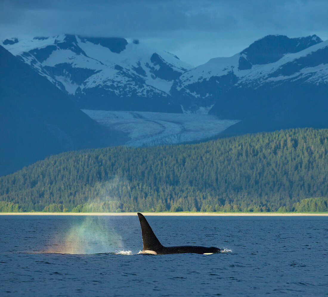 'The ''blow'' of a male Orca Whale catches the evening light creating a ''rainbow'' in its mist with Herbert Glacier in the background, Lynn Canal near Juneau, Inside Passage, Southeast Alaska.'