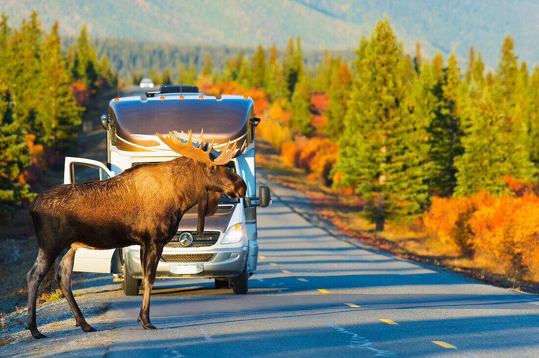 Bull moose Alces alces stands on the park road in front of a recreational vehicle, Denali National Park, Interior Alaska