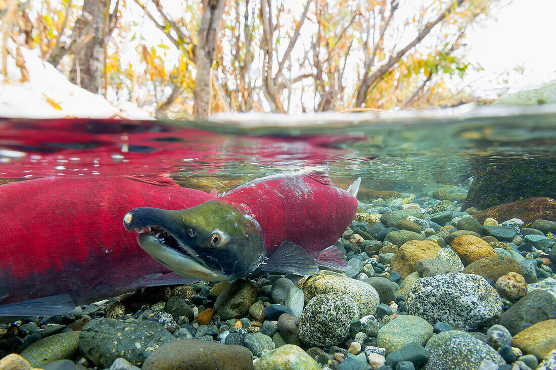 Split view of surface and underwater of a female Sockeye salmon, Gulkana River, Southcentral Alaska