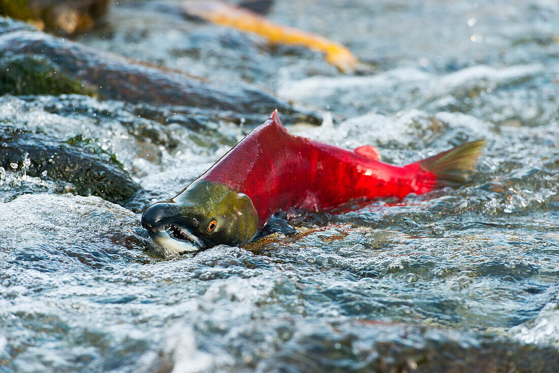 Sockeye salmon in shallow water on spawning grounds in Gulkana River near Paxon, Southcentral Alaska