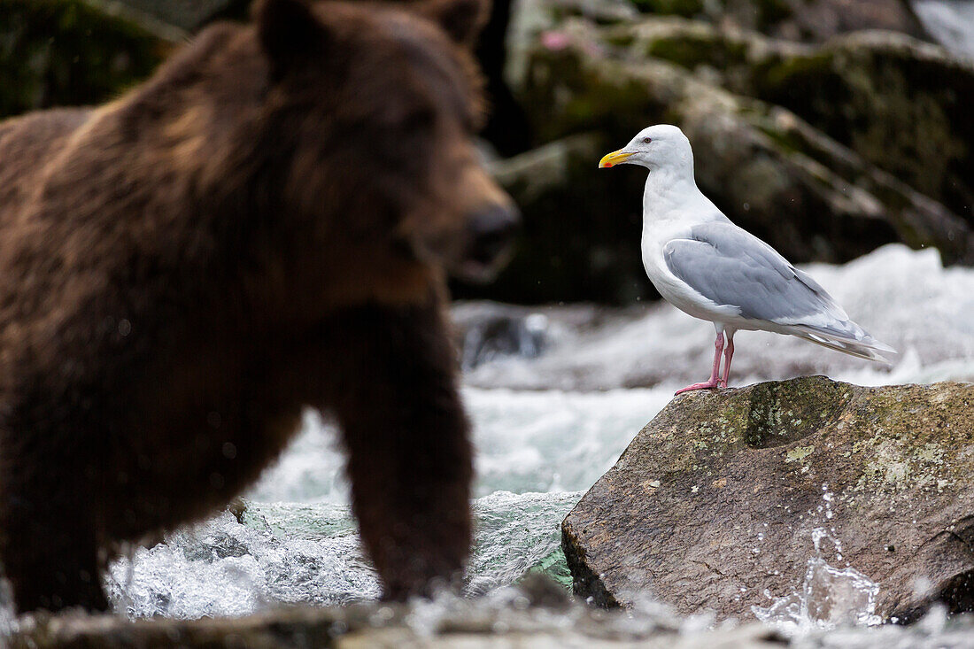 Coastal brown bear fishing in a river with a sea gull in the foreground, Katmai National Park and Preserve, Southwest Alaska