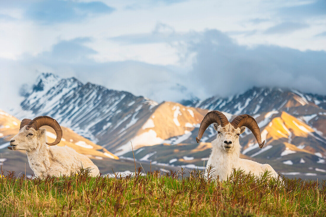 Two adult Dall Sheep rams resting on a hilltop at Polychrome Pass in Denali National Park