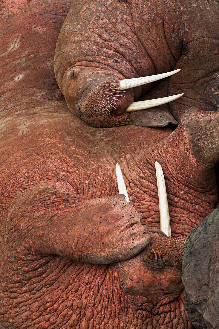 Male Pacific walrus Odobenus rosmarus hauled out on rocky shore, Walrus Islands State Game Sanctuary, Round Island, Bristol Bay, Western Alaska, USA