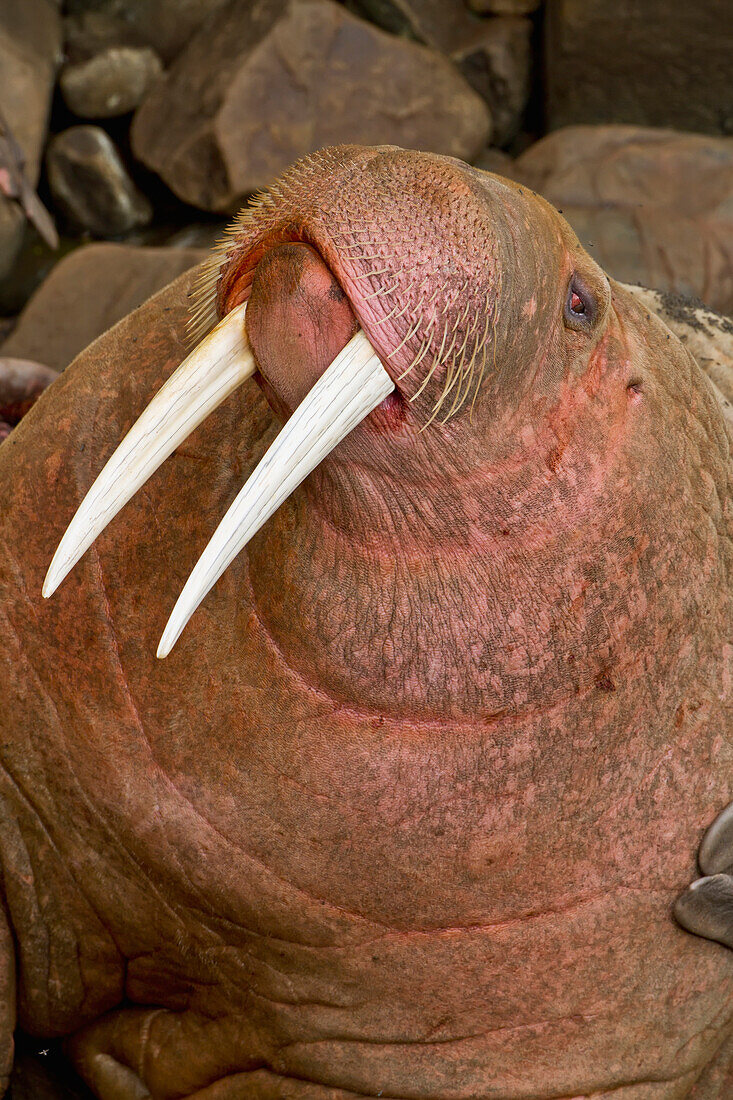 Close up of a Pacific walrus Odobenus rosmarus male hauled out on a rocky shore, Walrus Islands State Game Sanctuary, Round Island, Bristol Bay, Western Alaska, USA