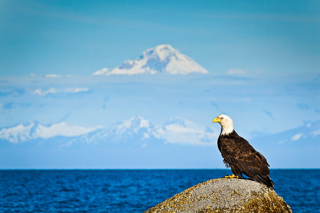 Bald Eagle perched on a rock overlooking Cook Inlet with Mt. Redoubt in the background, Ninilchik, Kenai Peninsula, Southcentral Alaska, Summer.