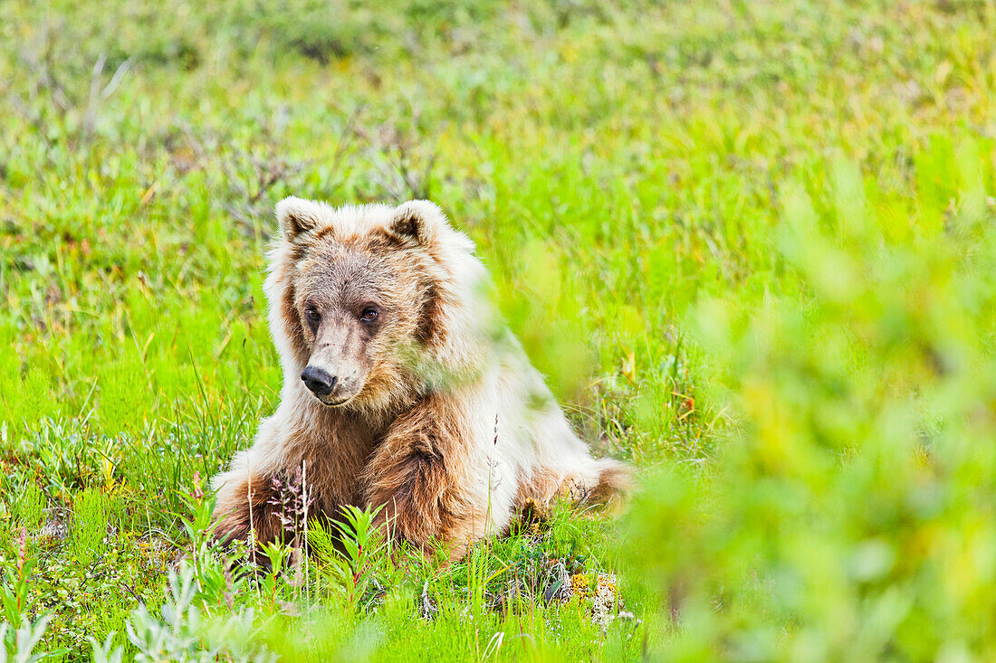 Grizzly Bear on green tundra, Denali National Park & Preserve, Interior Alaska, Summer.