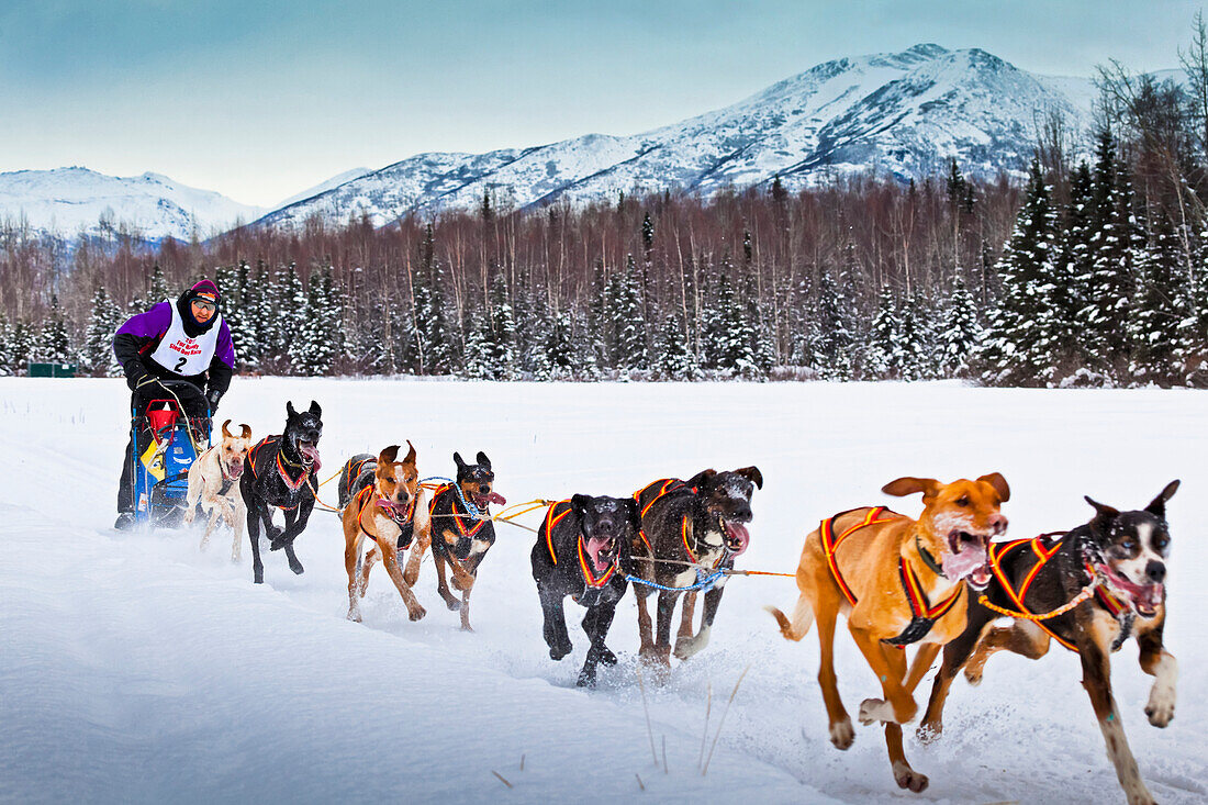 Rondy World Championship Sled Dog Race runs through Campbell Airstrip with the Chugach Mountains in the background, Anchorage, Southcentral Alaska, Winter.