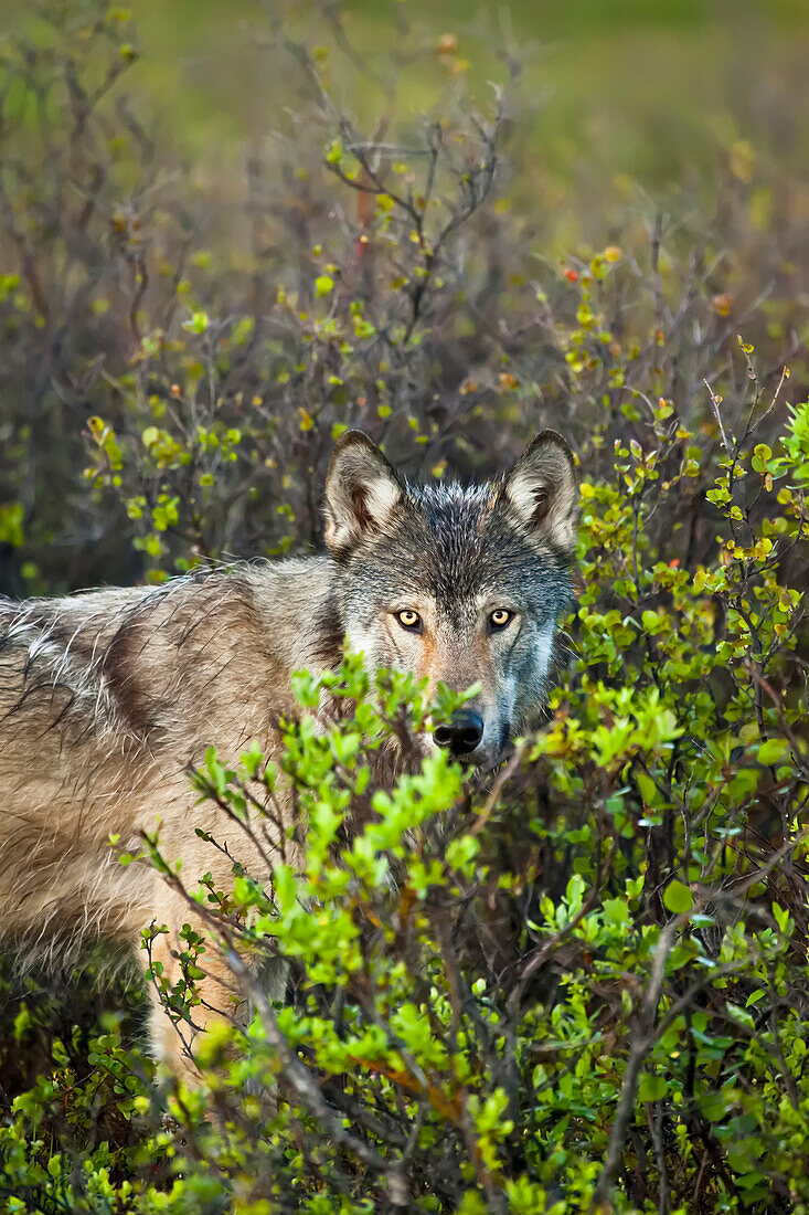 Wolf portrait in fresh green tundra, Interior Alaska, Summer.