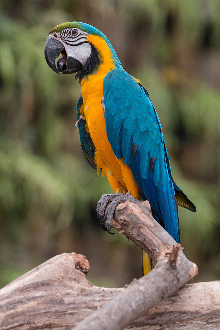 macaw, biotropica animal reserve, val-de-reuil, eure (27), normandy, france