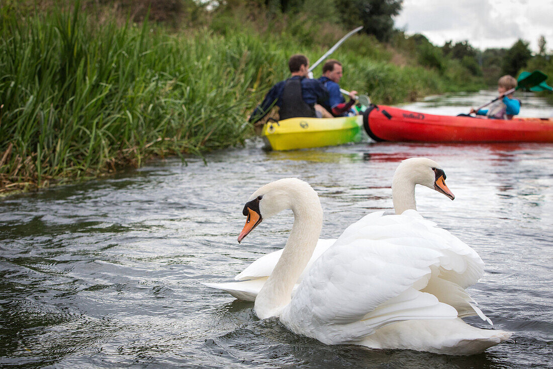 swans on the eure river as canoes pass, beaumont-le-roger, (27) eure, france