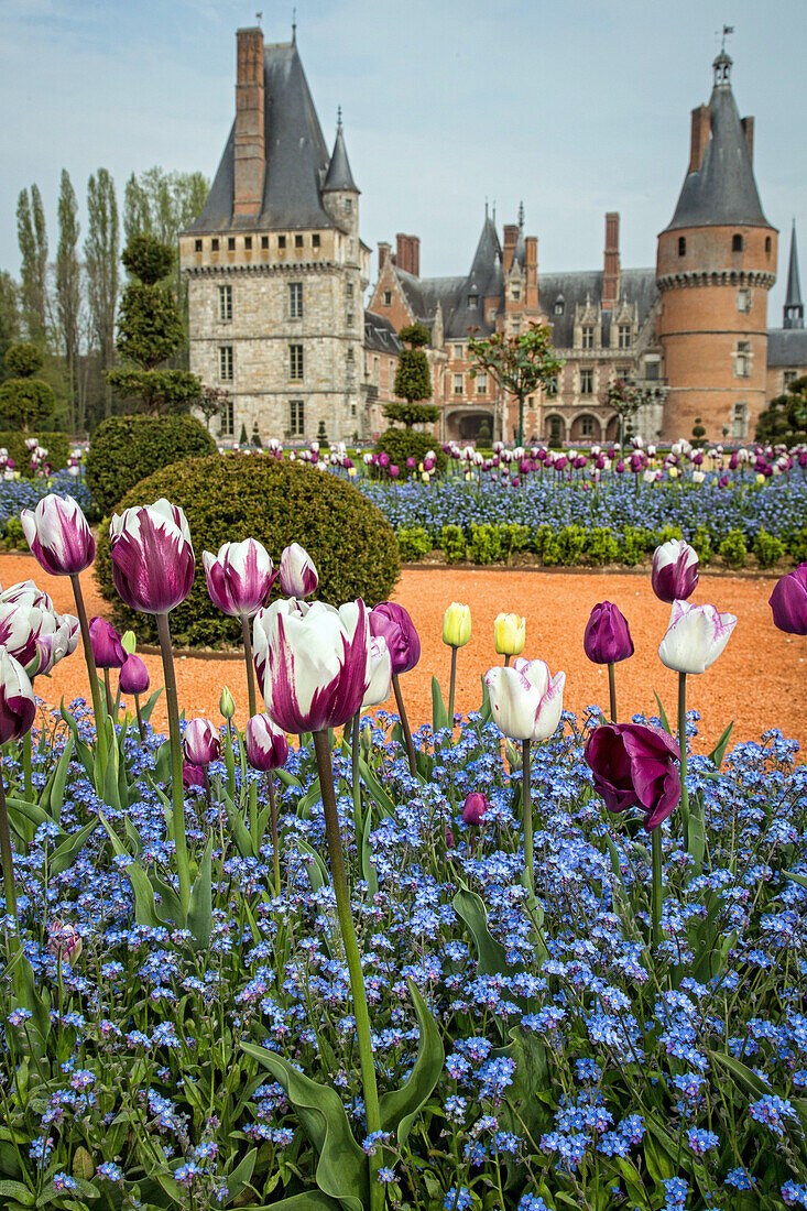 the spring tulips, french-style gardens created in 2013 following the original plans by andre le notre commissioned by louis xiv for francoise d'aubigne, chateau de maintenon, eure-et-loir (28), france