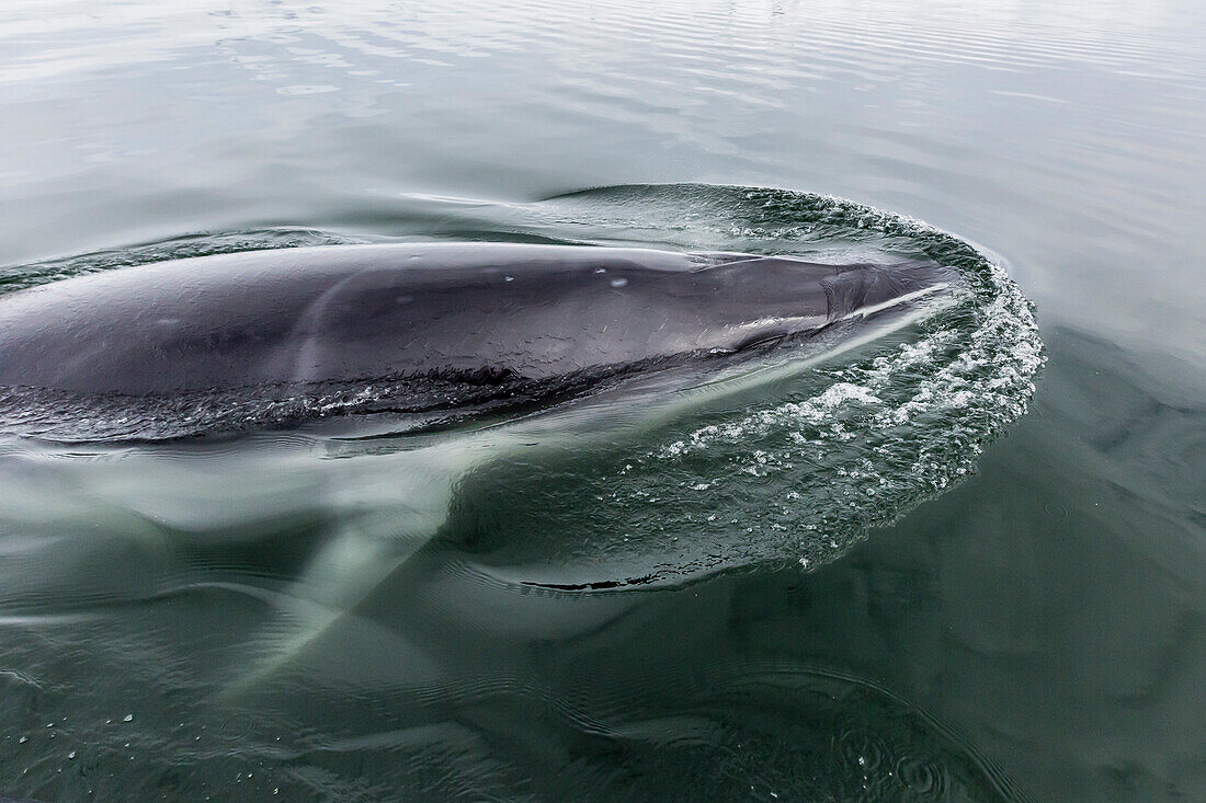 A curious Antarctic minke whale (Balaenoptera bonaerensis) in Neko Harbor, Antarctica, Polar Regions