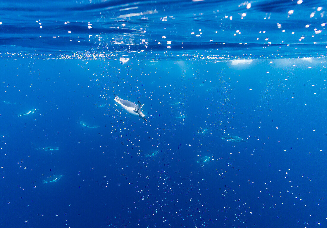 Gentoo penguins (Pygoscelis papua) feeding underwater at Booth Island, Antarctica, Polar Regions