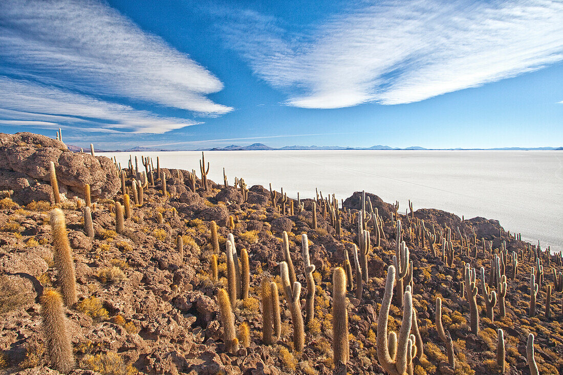 An amazing view from the top of the Isla Incahuasi, Salar de Uyuni, Bolivia, South America