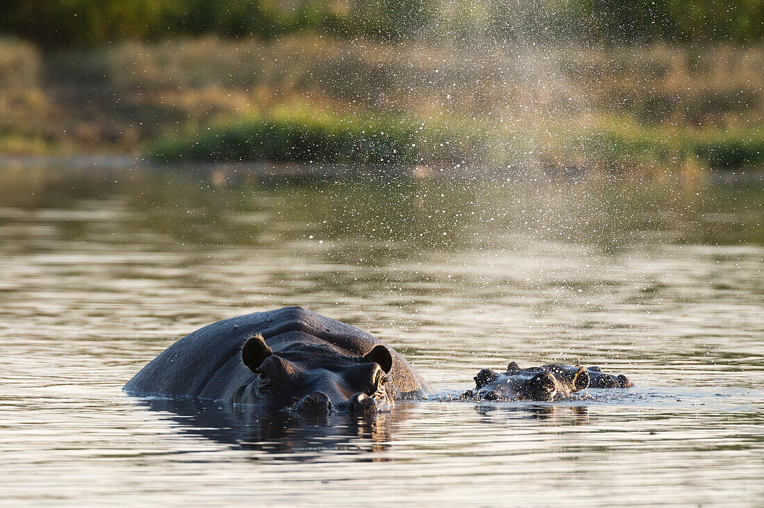 Hippopotamus (Hippopotamus amphibius), Khwai Concession, Okavango Delta, Botswana, Africa