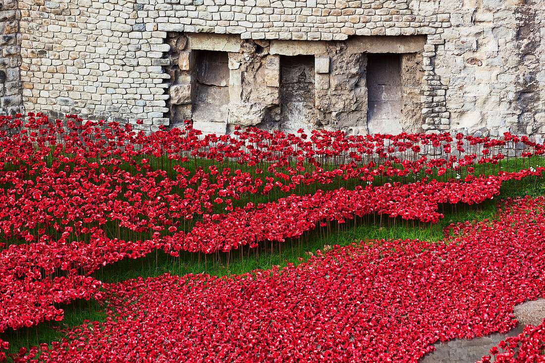 Ceramic poppies comemorating the fallen UK and Commonwealth soldiers of the First World War, the 100th anniversary of the begining of the war in 2014, Tower of London, London, England