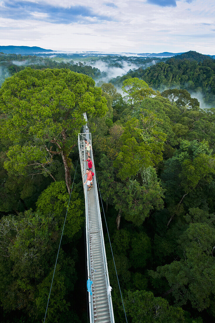 Jungle canopy walk at Ulu Temburong National Park, Brunei
