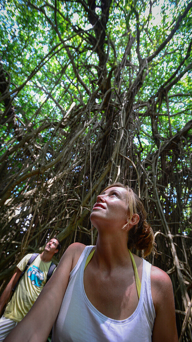 Tourists wandering through a giant Banyan tree, Tanna Island, Vanuatu