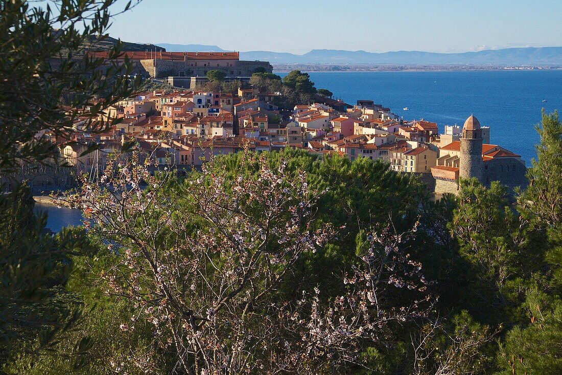 Europe, France, Languedoc Roussillon, Pyrenees Orientales, Collioure, the village and the church of Notre Dame des Anges