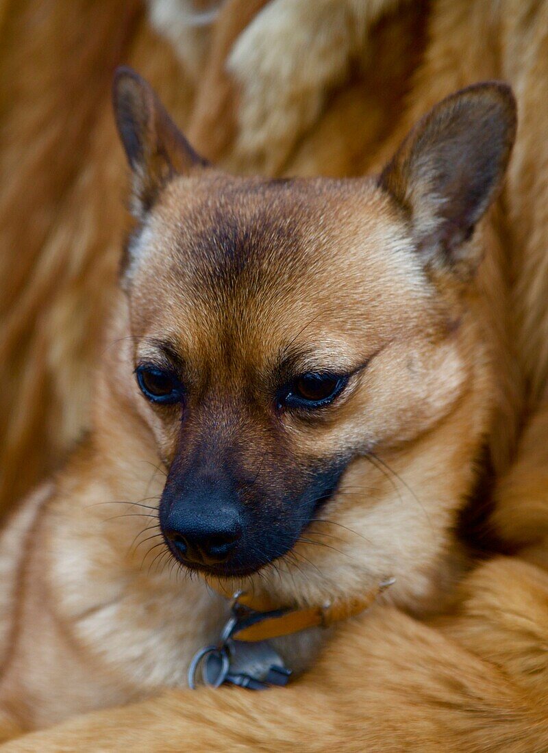 Pinsher,Chihuahua in a fur coat