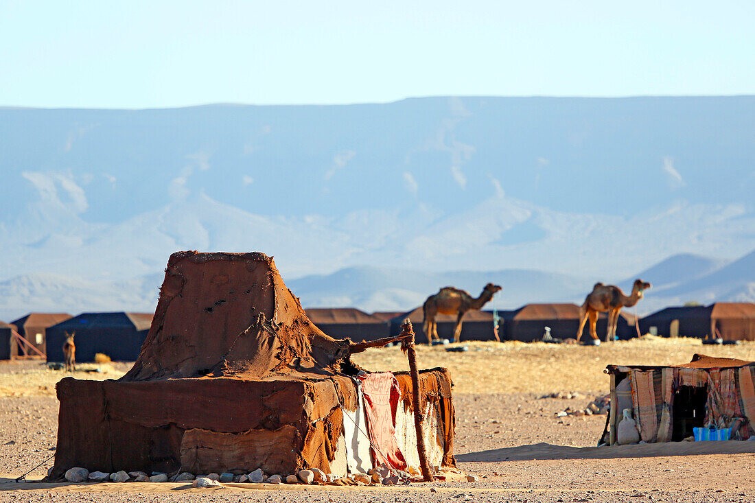 Morocco, Draa Valley, Tinfou, Camel camp, Camels