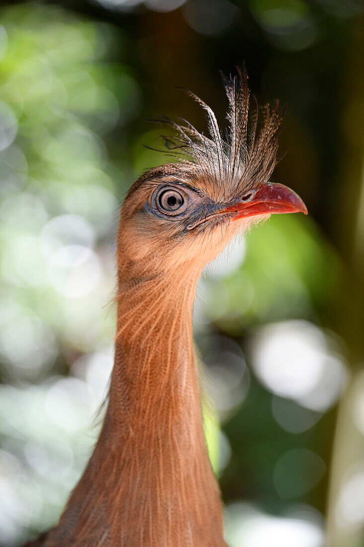 peacock face in Foz do Iguacu , Brazil, South America