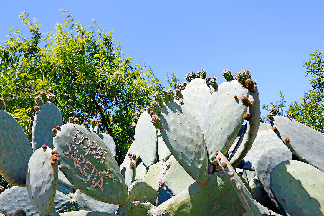 Italy, Sicily, Valley of the Temples, First tourists engraved on a cactus