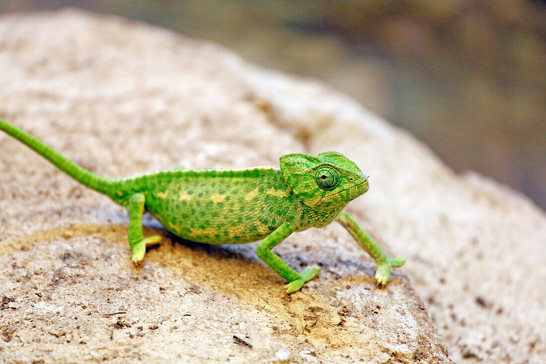 France,Paris, Vincennes, Zoo de Vincennes, Area Sahel Sudan, Close up of a common chameleon (Chamaeleo chamaeleon)